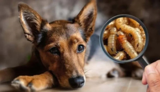 El Salvador: Abandoned dogs pose a serious problem 